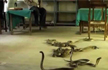 60 snakes found in school’s kitchen in Hingoli